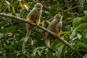 Squirrel monkey (Saimiri sciureus) in the Black River, Amazon Rainforest, Brazil