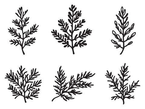 Elegant Juniper Leaf Line Art Illustration for Digital Design