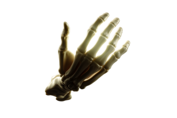 Hand skeleton model displayed with transparent background