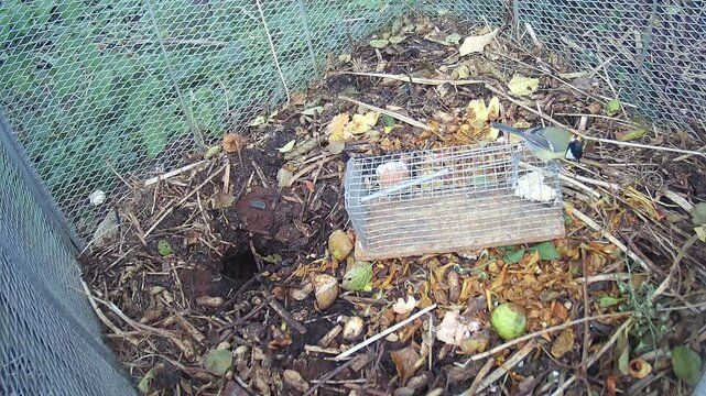 Kohlmeise (Parus major) auf einem Komposthaufen, auf dem eine Lebendfalle f&uuml;r Ratten steht