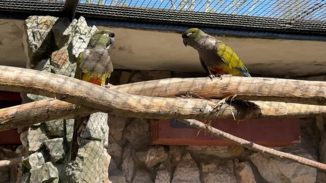 Group of Senegal parrots (Poicephalus senegalus) sitting on wooden perch in zoo enclosure