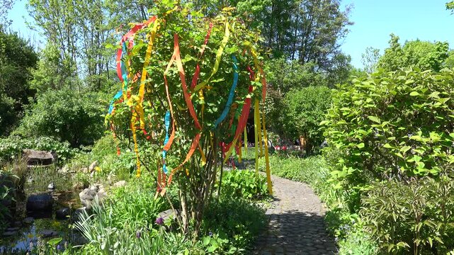 als Maibaum geschm&uuml;ckter Rosenstrauch