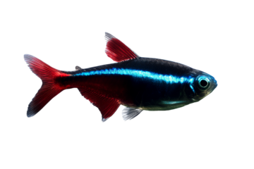 Colorful fish swimming with vibrant fins in a transparent background