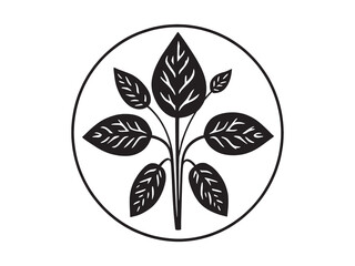 Elegant Line Art Drawing of Rattlesnake Plant Leaf