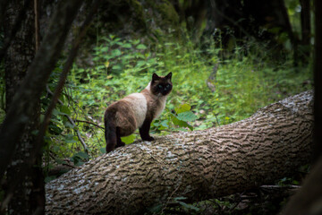 Obraz premium Forest cat
