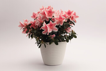 Pink Azalea flower bouquet.on beige gray Natural light; shadow minimalist still life background.