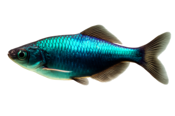 Colorful tropical fish swimming gracefully in clear water