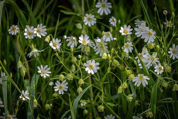 Greater Stichwort flowers in bloom in the spring sunshine, with selective focus