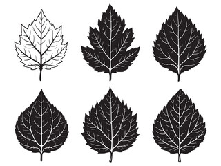 Elegant Mahogany Leaf Vector Drawing in Minimal Style