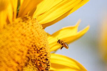 bee pollinates a flower, flies up to a sunflower