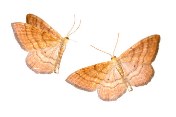 night moths isolated on white background