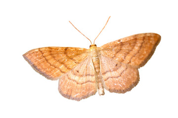 orange moth isolated on white background