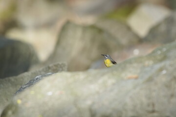 Motacilla cinerea aka Grey wagtail perched on the stone in river. Common bird in Czech republic in...