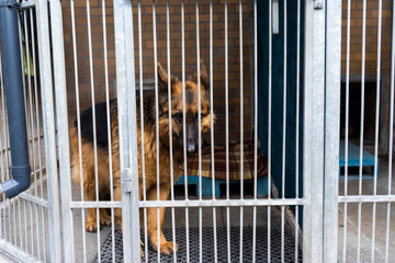 Shelter life of brown dog. Abandoned dog in rescue shelter, brown fur, loyal heart. Adopt, rescue,...