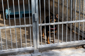 Adopt rescue dogs. Shelter dog need love and care. Homeless dog waiting for adoption in shelter...