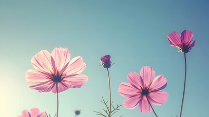 Fototapeta premium Pastel Pink Cosmos Flowers Blooming Under a Clear Sky