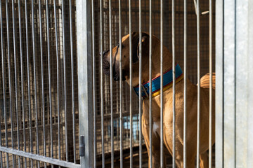 Homeless dog waiting for adoption in shelter cages. Shelter dog wait for adoption behind bars....