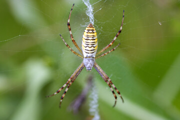 spider wasp sits on its web, macro photography