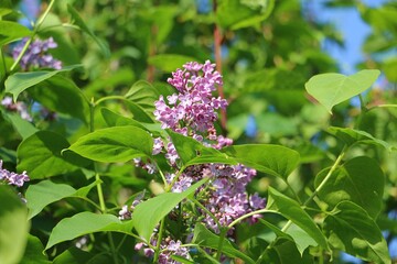 close-up of a purple lilac blossom on the bush
