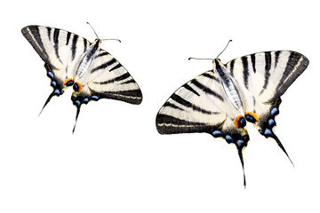 swallowtail butterflies in flight isolated on white background