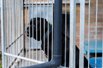 Abandoned black dog behind bars, shelter life is tough. Shelter dog waits for home. Lonely black...