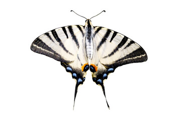 swallowtail butterfly isolated on white background