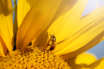 worker bee sitting on a yellow flower petal