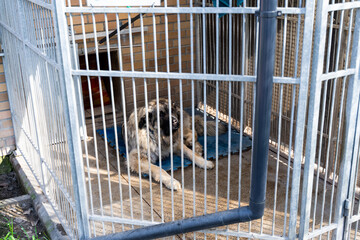 Adopt rescue dogs. Shelter dog need love and care. Homeless dog waiting for adoption in shelter...