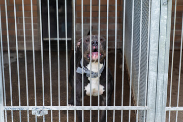Abandoned dog behind bars, shelter life is tough. Shelter dog waits for home. Lonely dog waiting...