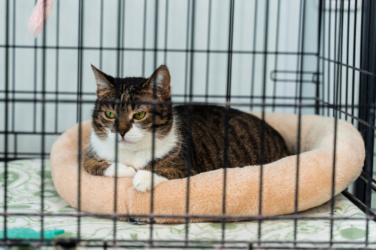 Calm tabby cat resting inside pet adoption center cage. Cat in comfortable sleeping bed, inside shelter cage. Cat housed in an animal shelter crate. - Powered by Adobe