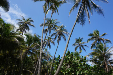 Obraz premium Palm Trees Reaching for the Sky in Tropical Paradise of Tayrona National Park, Colombia - Lush Greenery and Coconut Trees in Picturesque Landscape
