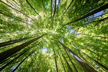 A beautiful lush green forest canopy with sunlight gently streaming through the trees above