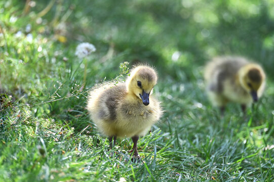 Cute gosling baby goose in the grass