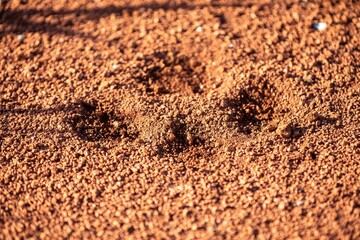 Tapir footprints in the soft earth soil