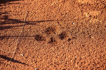 Tapir footprints in the soft earth soil