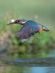Flying Kingfisher