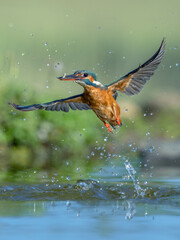 Flying Kingfisher