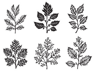 Fototapeta premium Elegant Tansy Leaf Drawing in Minimalist Line Style