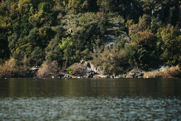 A group of pelicans is resting on the wooded rocky shore of Lake Skadar in Montenegro, among the autumn foliage and calm water surface.