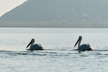 Fototapeta premium Two Dalmatian pelicans swim side by side on the tranquil waters of Lake Skadar, Montenegro, surrounded by soft mountain silhouettes in morning light. The concept of bird watching.