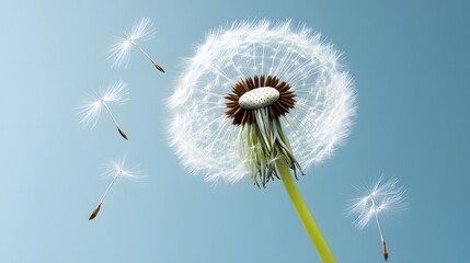 Dandelion Seeds Floating in Blue Sky
