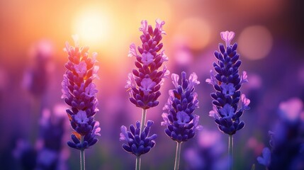 Fototapeta premium Purple lavender