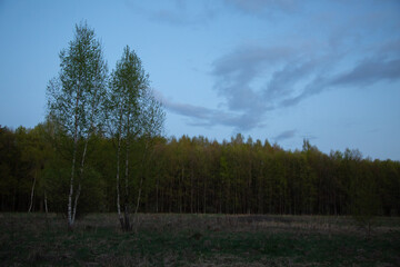 Obraz premium Two beautiful small young birches near the forest under the blue evening sky