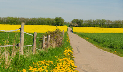 Rapsfeld