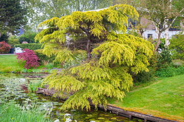 Decorative yellow Himalayan cedar (Cedrus deodara aurea) growing along the water's edge