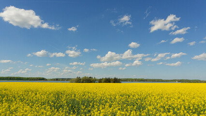 Schlei
