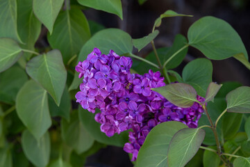 Purple lilac flower cluster in spring, close-up of Syringa vulgaris..