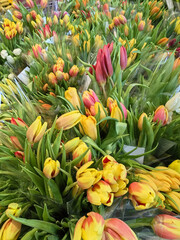 Colorful tulips in bright compositions stand in a shopping center. Ideal for spring holidays and...