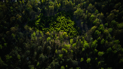 Aerial view of dense green forest canopy in sunlight and shadow