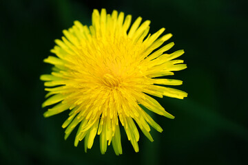 A vibrant and beautifully blooming yellow dandelion flower showcasing its bright colors and details